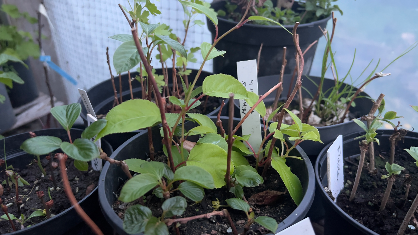 Förökning / propagation
