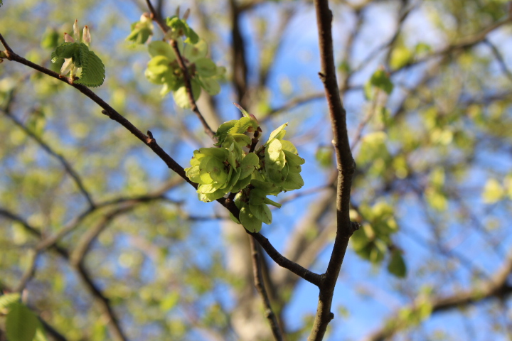 Vårträff i skogsträdgården