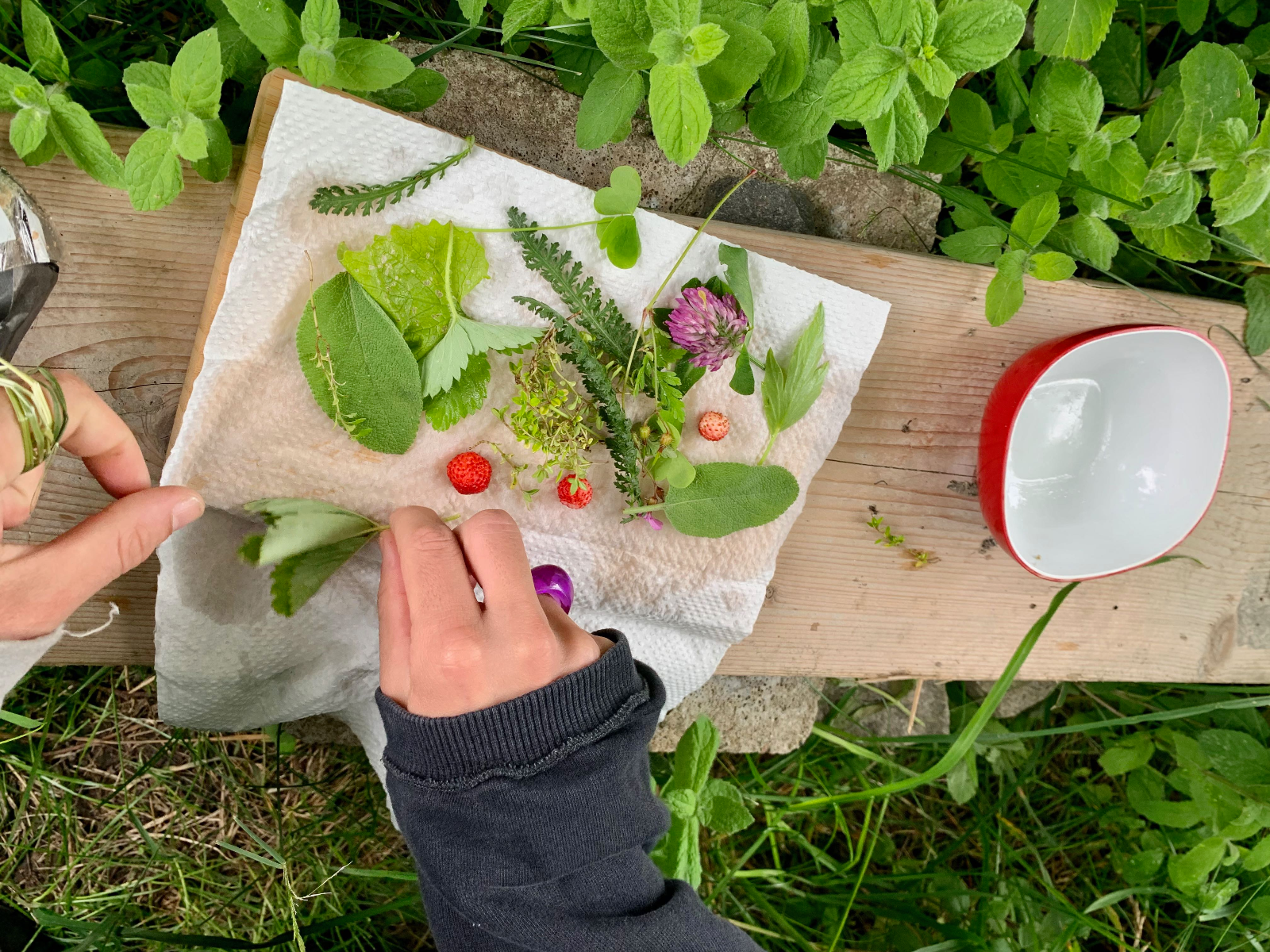 Workshop om ätbara vilda växter + matlagning